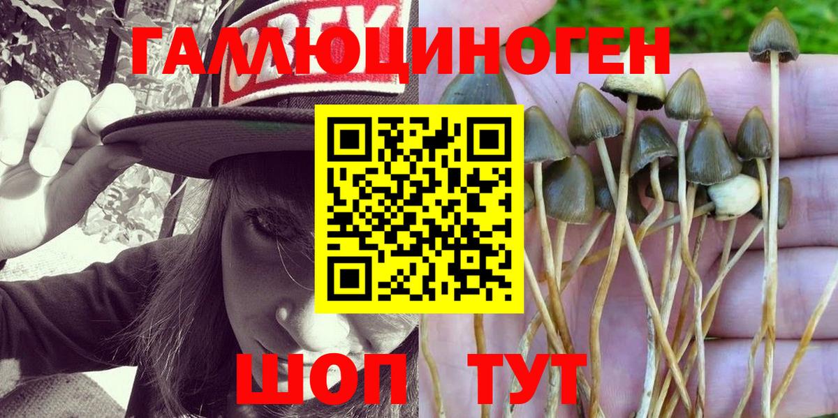 Псилоцибиновые грибы мицелий Грязи